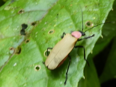 Chauliognathus faustus