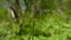 Poa cuspidata