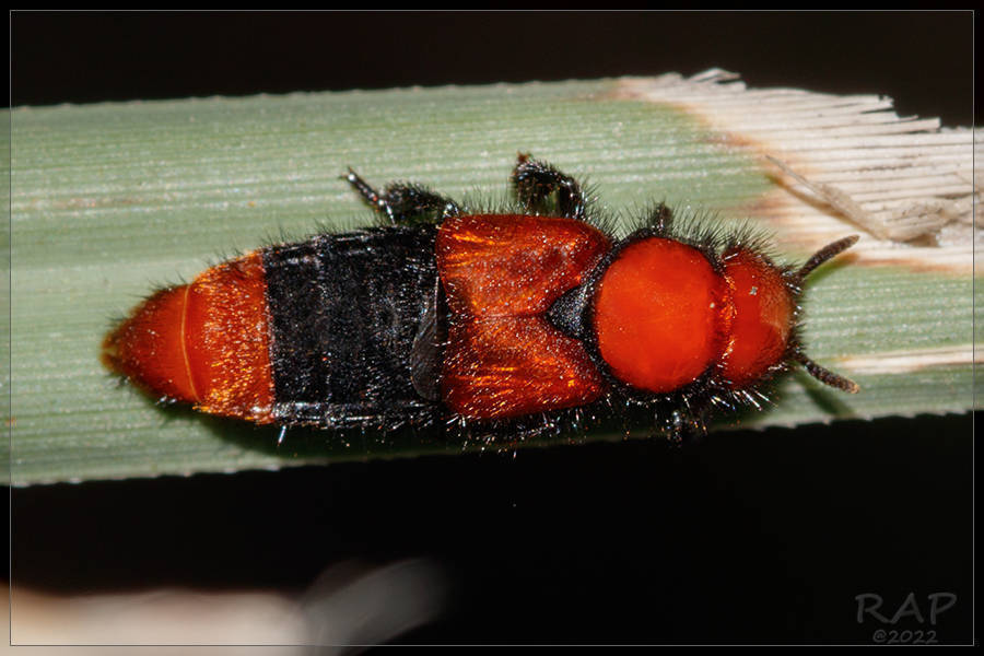 Haematodes bicolor