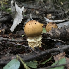 Cortinarius pseudotriumphans