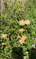 Diplacus grandiflorus