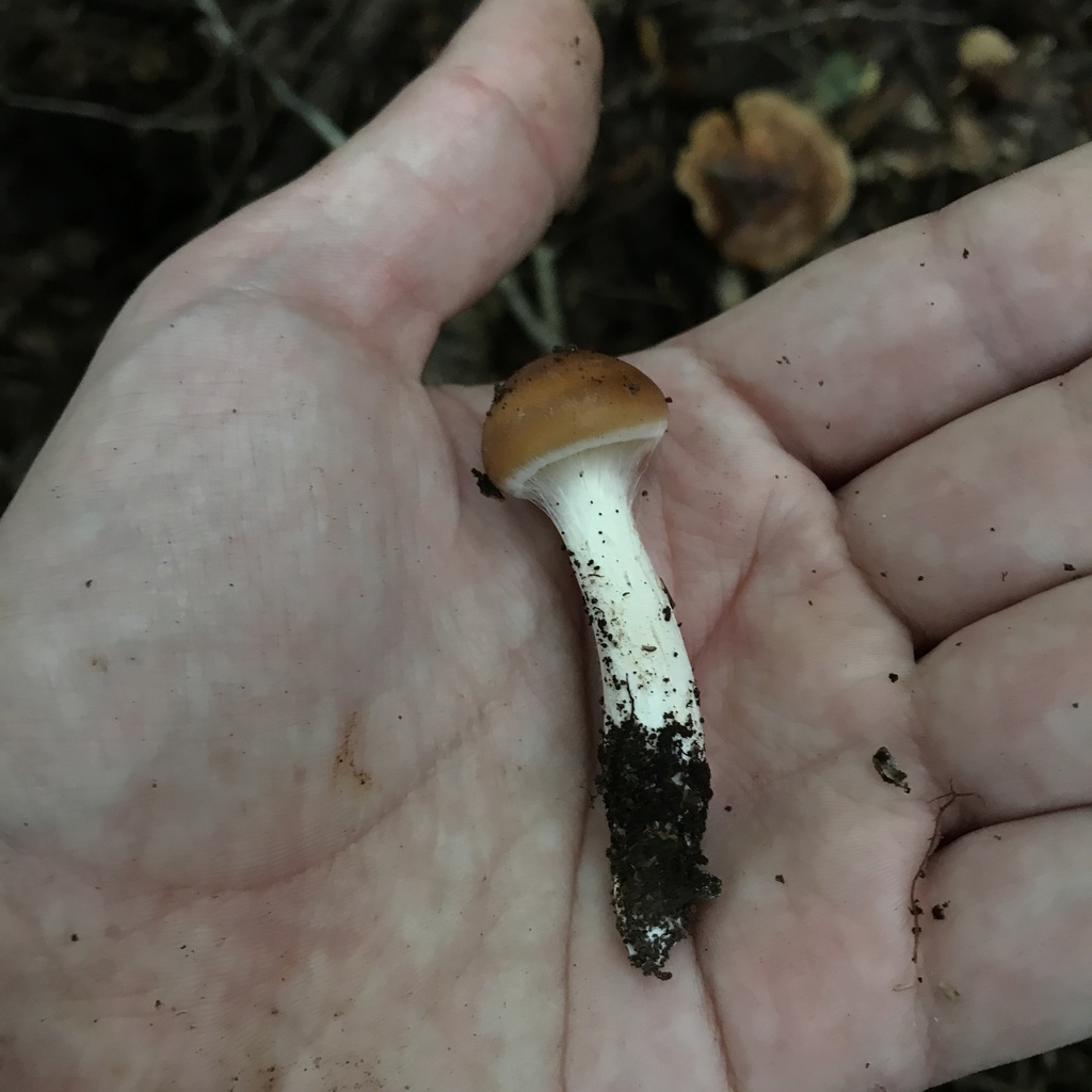 Cortinarius austroduracinus · May 2022 · photo: © cristianriquelme (iNaturalist, cc-by)