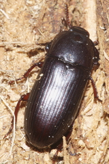 Uloma tenebrionoides