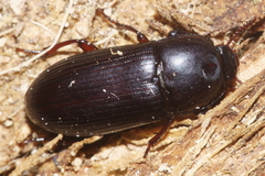 Uloma tenebrionoides