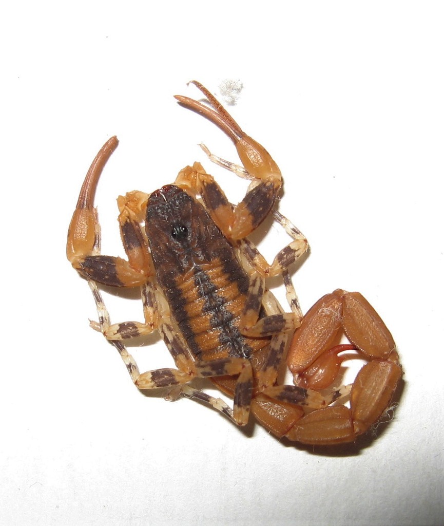 Tityus fasciolatus