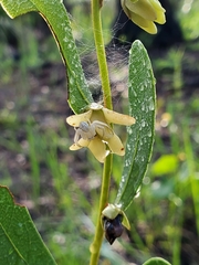 Deeringothamnus rugelii