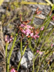 Erica gysbertii