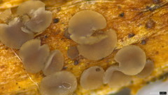 Pyrenopeziza protrusa