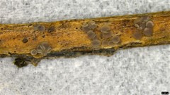 Pyrenopeziza protrusa