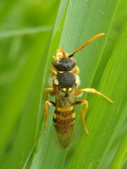 Nomada goodeniana