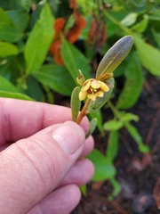 Deeringothamnus rugelii