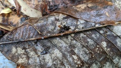 Pyrenopeziza protrusa