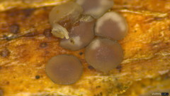 Pyrenopeziza protrusa