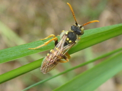 Nomada goodeniana