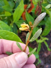 Deeringothamnus rugelii