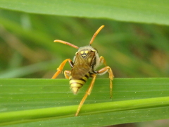 Nomada goodeniana