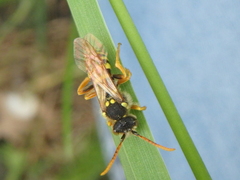 Nomada goodeniana