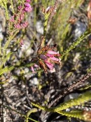 Erica gysbertii