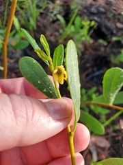 Deeringothamnus rugelii