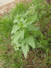 Scrophularia scopolii
