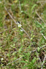 Cerastium brachypetalum
