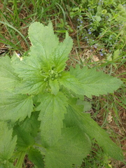 Scrophularia scopolii