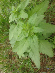 Scrophularia scopolii