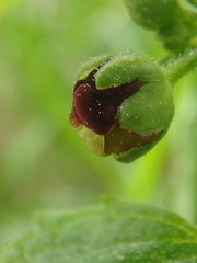Scrophularia scopolii