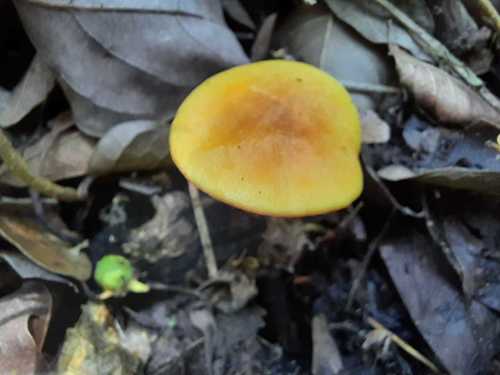 Mycenaceae image