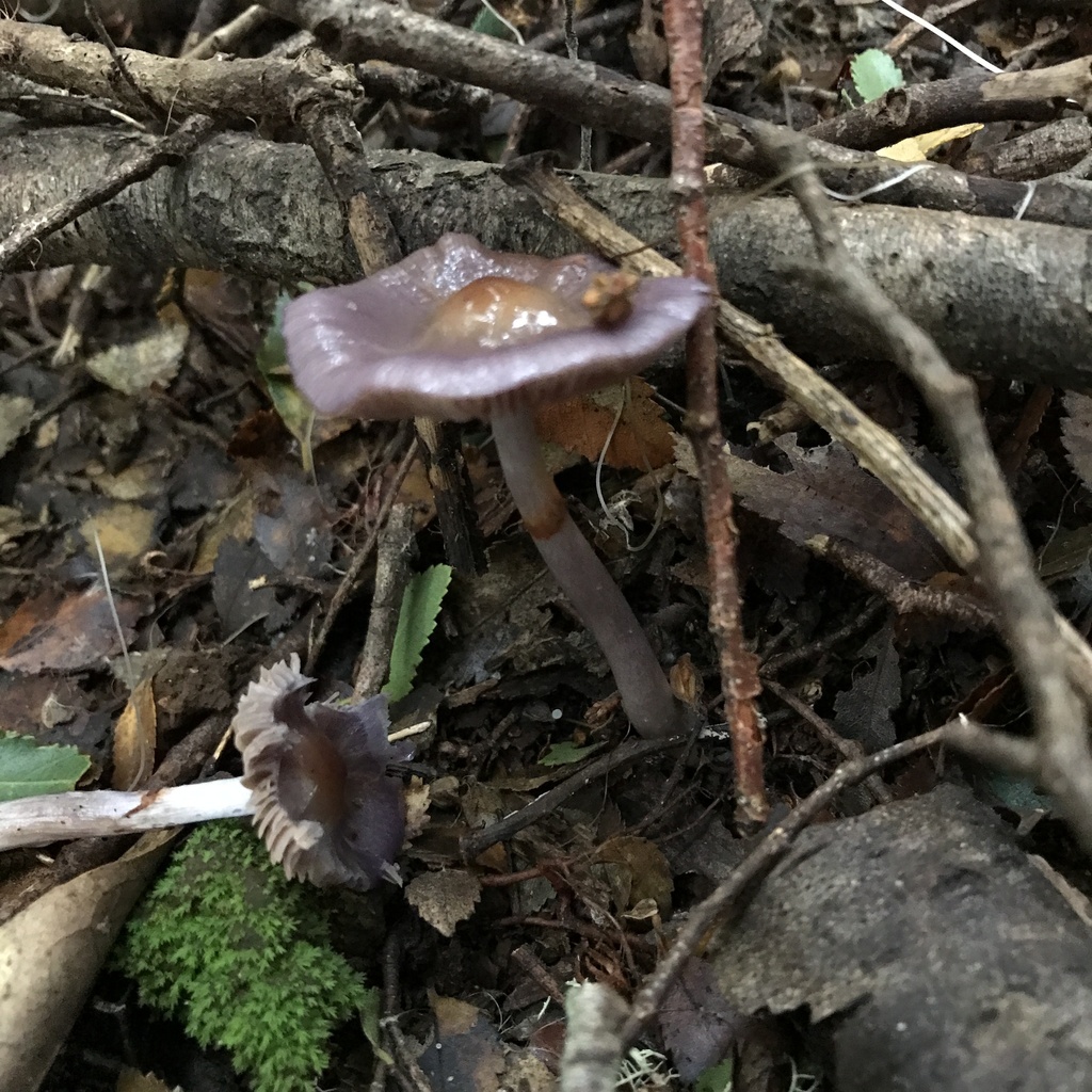 Thaxterogaster magellanicus · May 2022 · photo: © cristianriquelme (iNaturalist, cc-by)