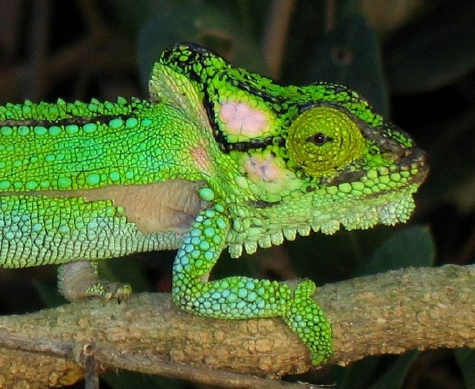 Knysna Dwarf Chameleon