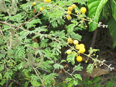 Vachellia tortuosa