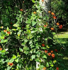 Pseudogynoxys benthamii