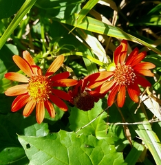 Pseudogynoxys benthamii