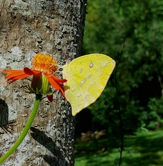 Phoebis neocypris neocypris