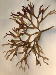 Pelvetiopsis limitata