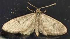 Eupithecia indigata