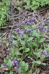 Pulmonaria obscura