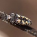 Acmaeodera subbalteata - Photo (c) R.E.Llanos, some rights reserved (CC BY-NC-SA), uploaded by R.E.Llanos