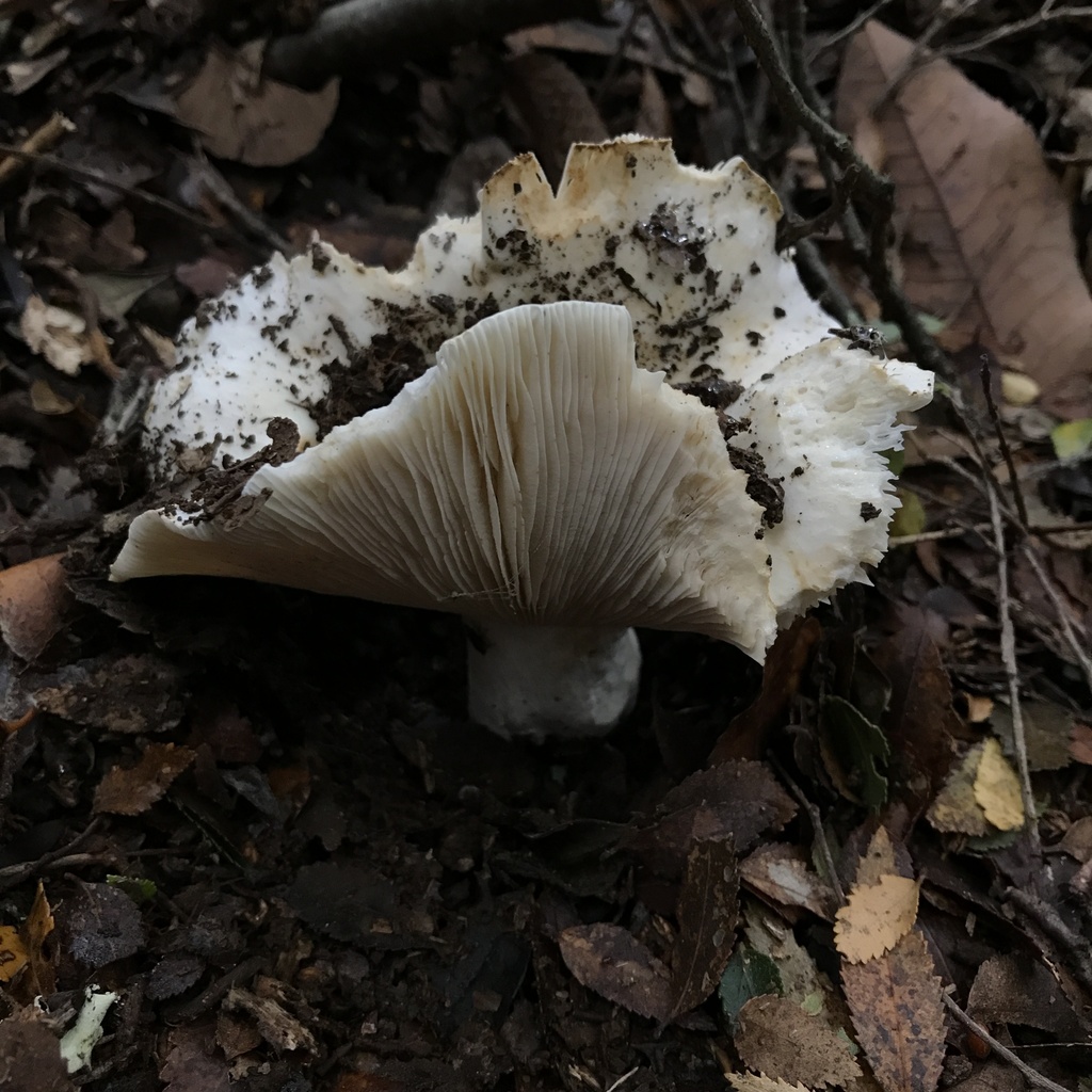 Russula fuegiana · May 2022 · photo: © cristianriquelme (iNaturalist, cc-by)