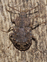 Syrphetodes marginatus