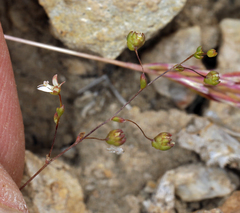 Nemacladus morefieldii