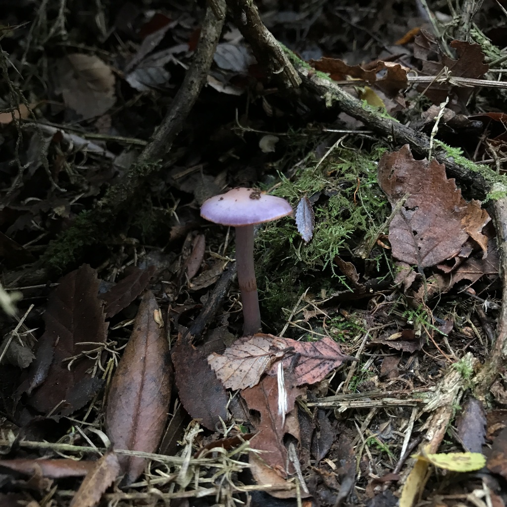 Thaxterogaster magellanicus · May 2022 · photo: © cristianriquelme (iNaturalist, cc-by)