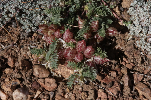 Astragalus lentiginosus var. sierrae