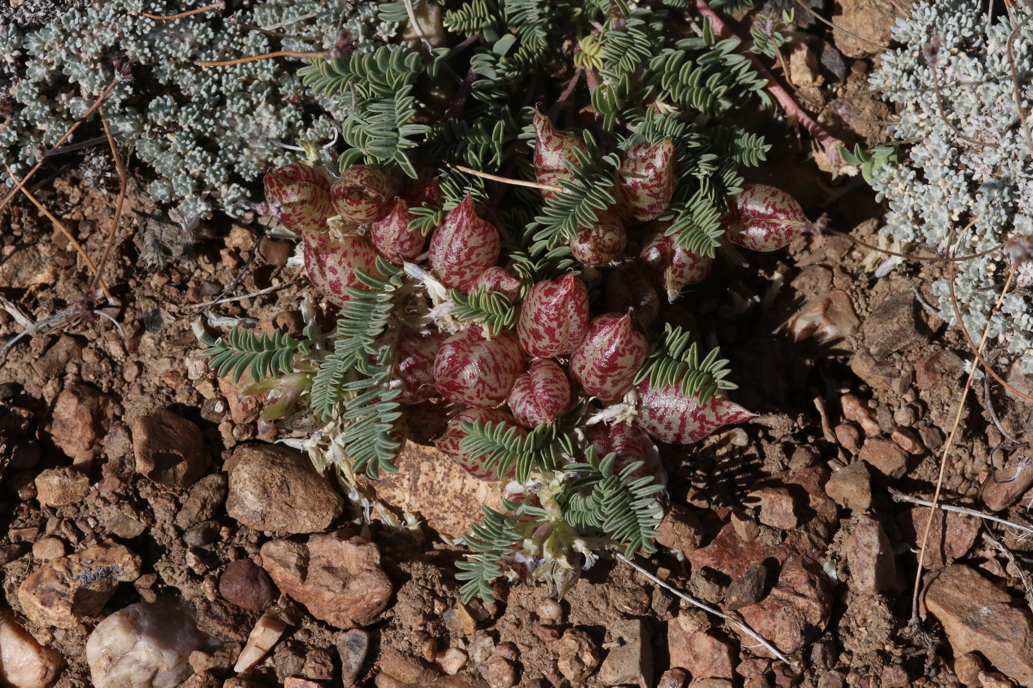 Astragalus lentiginosus var. sierrae