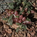 Big Bear Valley Milkvetch - Photo (c) James Bailey, some rights reserved (CC BY-NC), uploaded by James Bailey