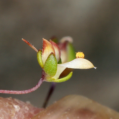 Nemacladus morefieldii