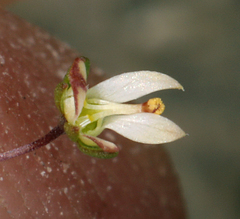 Nemacladus morefieldii