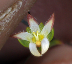 Nemacladus morefieldii
