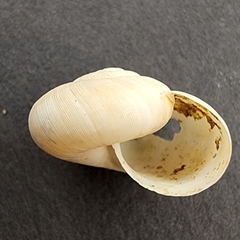 Mesomphix latior